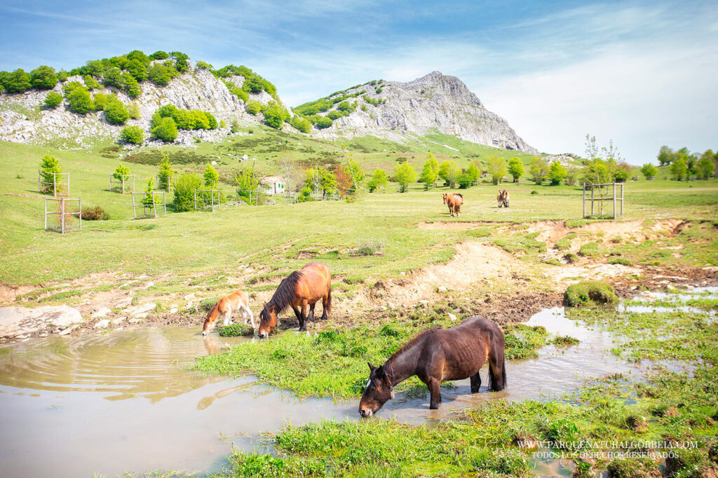 Parque Natural de Gorbeia