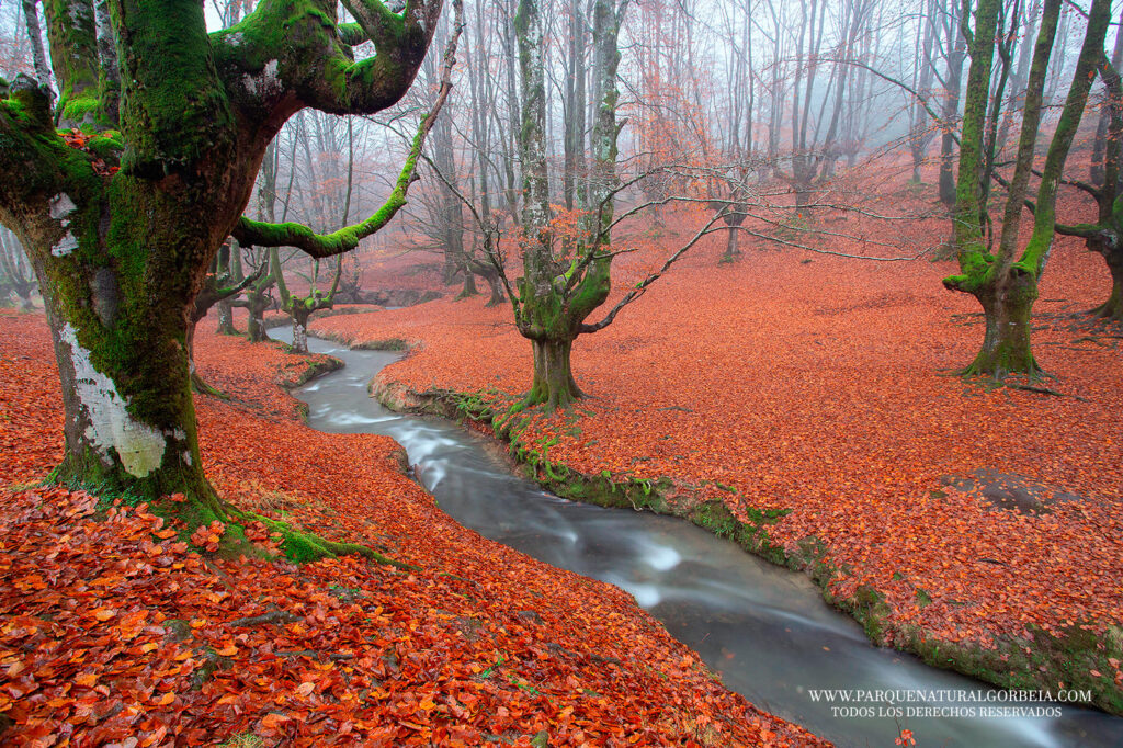 Parque Natural de Gorbeia