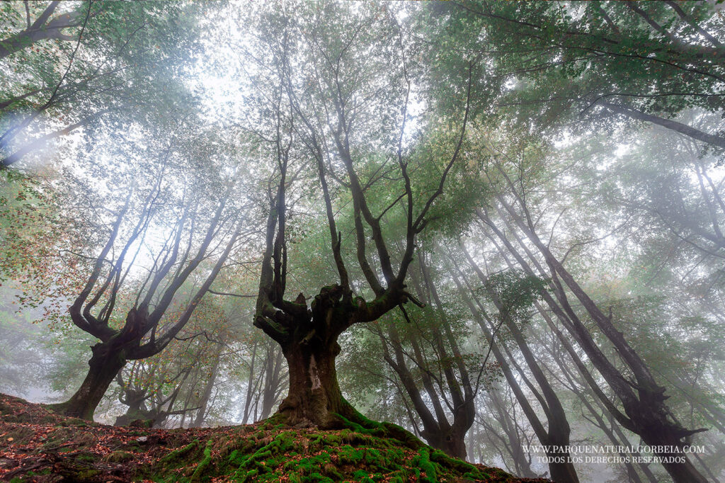 Parque Natural de Gorbeia