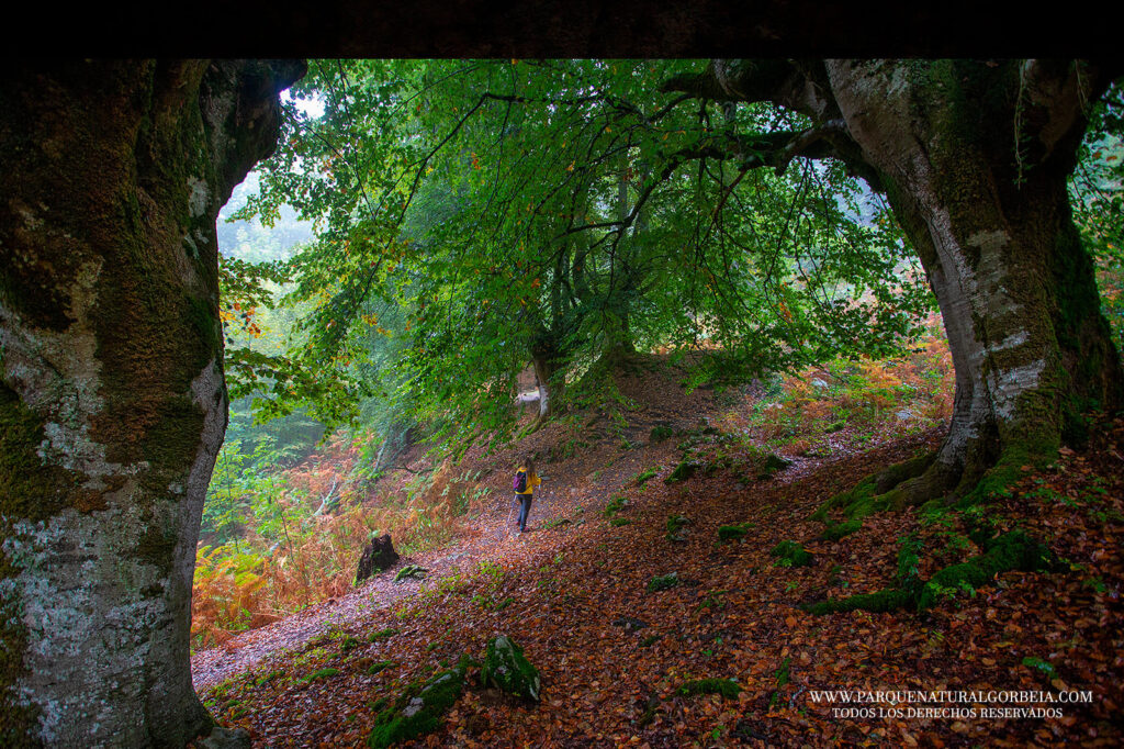 Parque Natural de Gorbeia